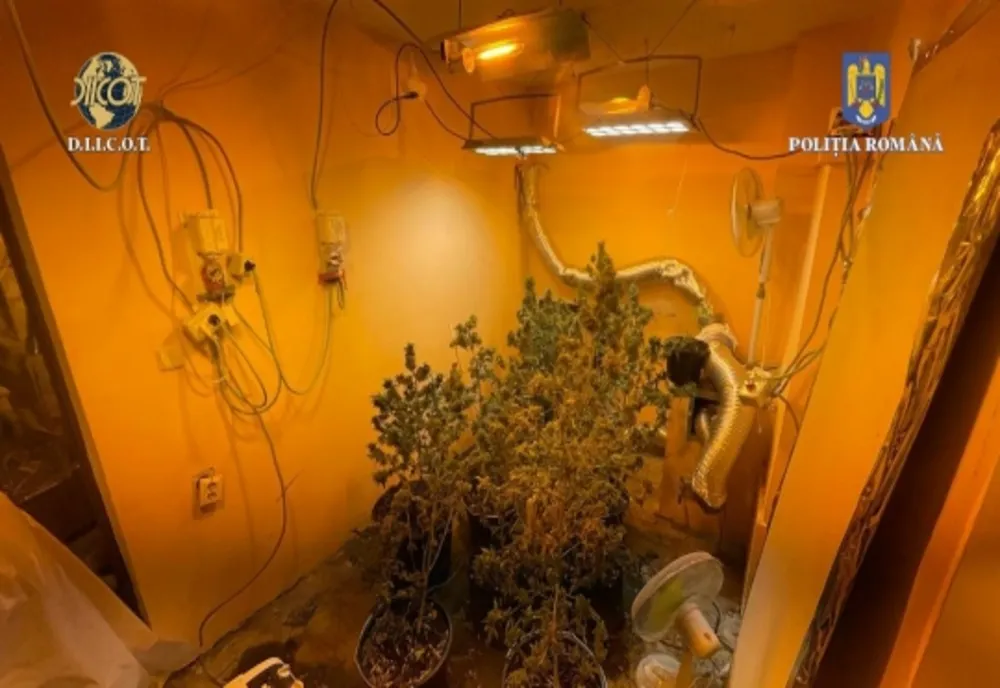Un bucureștean și-a făcut propria producție de marijuana în apartamentul său din București!