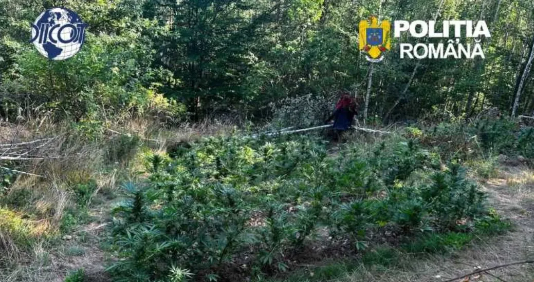 Cultură de canabis descoperită într-o pădure din Dalnic; un bărbat, arestat preventiv