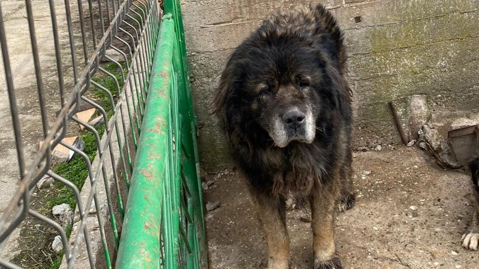 Femeia din Arad care ținea zeci de câini în condiții precare, arestată preventiv: ce au descoperit anchetatorii