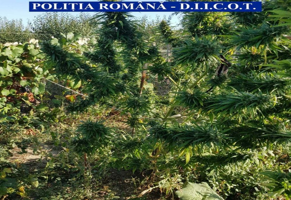 Traficanţi ingenioşi. Cannabis cultivat în viţa de vie într-o comună din Olt