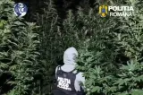 Plantație de canabis cu plante de până la patru metri, descoperită într-o pădure din Dâmbovița