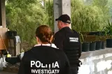 Percheziții în rândul unor lăutari din Gorj și Dolj, într-un dosar de evaziune fiscală. Veniturile din spectacole, în vizorul anchetatorilor