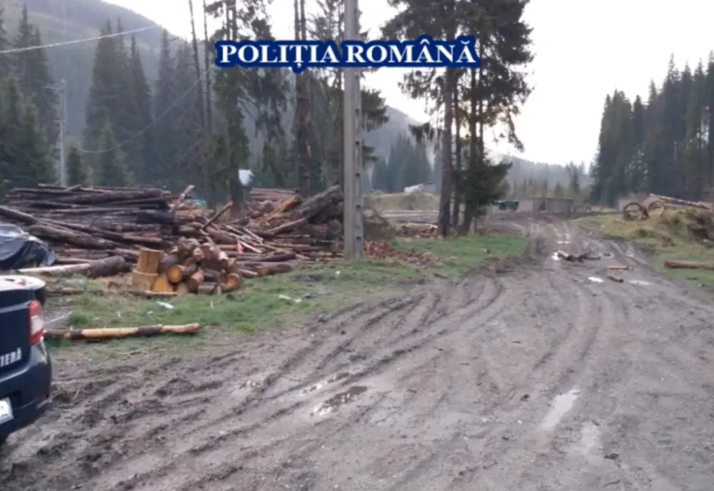 Tăieri ilegale de arbori