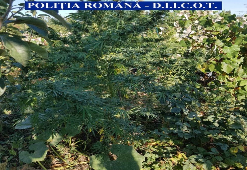 DECIZIE în cazul bărbaţilor care creşteau cannabis în vie