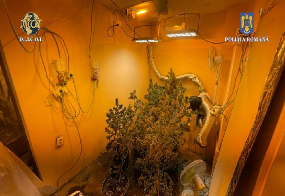 Captură record de cannabis în România. Un fost concurent al unei emisiuni de divertisment a fost ridicat de DIICOT
