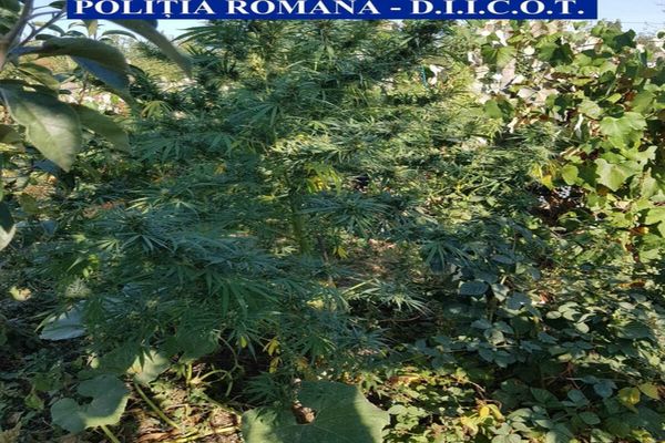 DECIZIE în cazul bărbaţilor care creşteau cannabis în vie