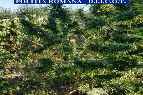 Traficanţi ingenioşi. Cannabis cultivat în viţa de vie într-o comună din Olt