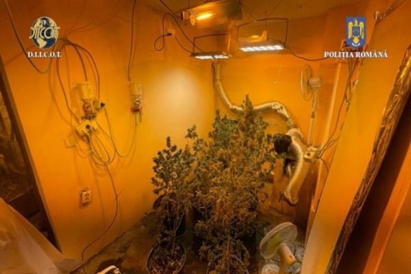Un bucureștean și-a făcut propria producție de marijuana în apartamentul său din București!