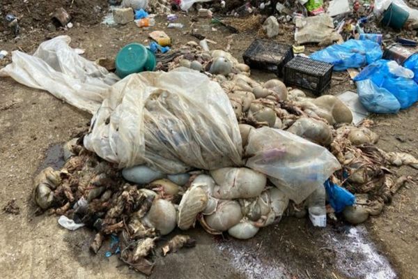 Poliţiştii şi comisarii de mediu din Ialomiţa, anchetă, după apariția imaginilor cu animale descompuse pe câmp