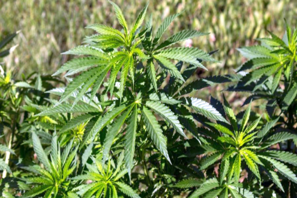 Raport CIA: România este sursă producătoare de canabis