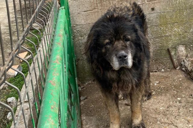 Femeia din Arad care ținea zeci de câini în condiții precare, arestată preventiv: ce au descoperit anchetatorii