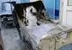 Cercetările continuă în cazul tragediei de la Piatra Neamț