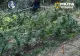 Cultura ilegală de pe malul Mureșului: Două persoane reținute la Lipova pentru trafic de canabis VIDEO