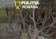 Percheziții de amploare în Arad: arme ilegale, muniție și sute de trofee descoperite. Patru suspecți, reținuți